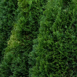 Tuia Occidentalis Emerald, вечнозелен жив плет