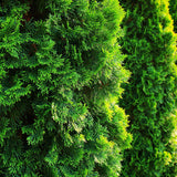 Tuia Occidentalis Smarald, gard viu vesnic verde
