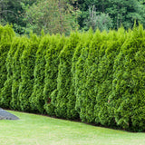 Tuia Occidentalis Smarald, gard viu vesnic verde