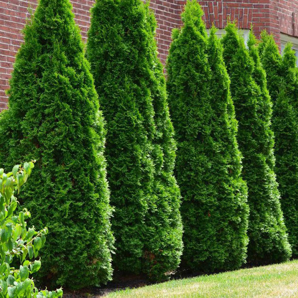 Tuia Occidentalis Smarald, gard viu vesnic verde