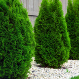 Tuia Occidentalis Smarald, gard viu vesnic verde