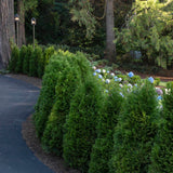 Tuia Occidentalis Smarald, gard viu vesnic verde