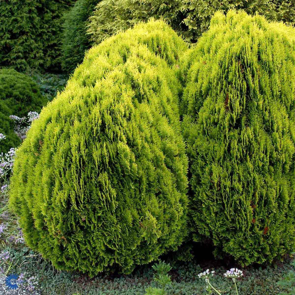 Tuia pitica auriu Aurea Nana (Arborele Vietii)