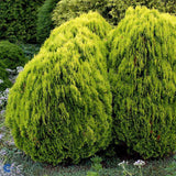 Tuia pitica auriu Aurea Nana (Arborele Vietii)