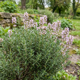 Чубрица Thymus 'Faustini' – ароматно почвопокривно растение с розови цветове