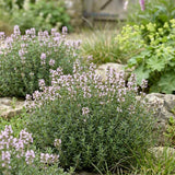 Чубрица Thymus 'Faustini' – ароматно почвопокривно растение с розови цветове
