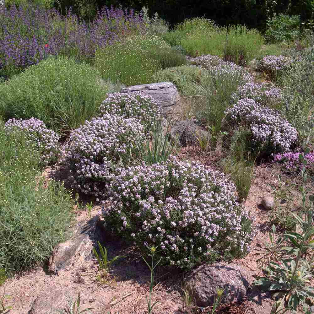 Чубрица Thymus 'Faustini' – ароматно почвопокривно растение с розови цветове