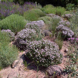 Чубрица Thymus 'Faustini' – ароматно почвопокривно растение с розови цветове