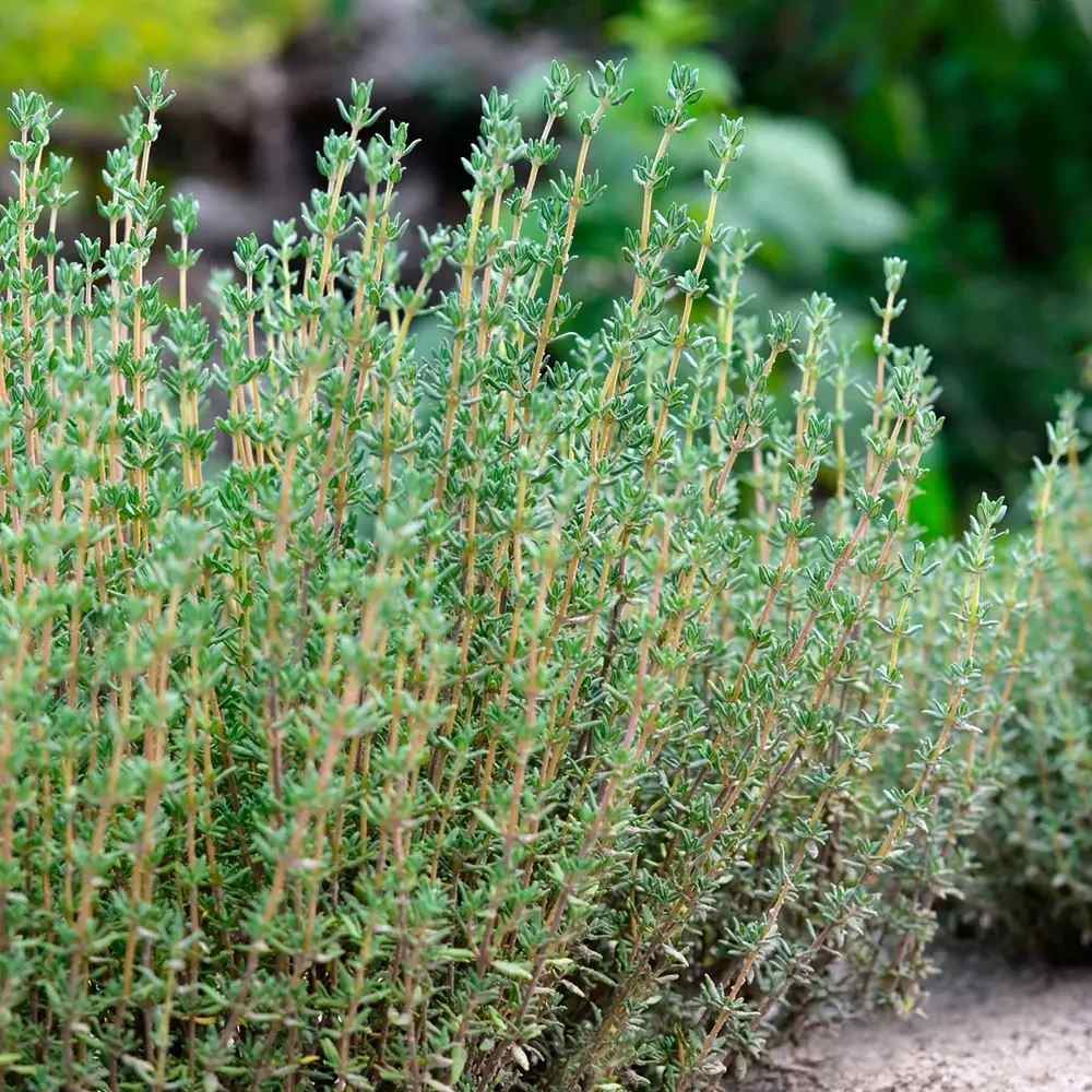 Чубрица Thymus 'Faustini' – ароматно почвопокривно растение с розови цветове