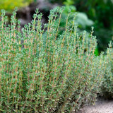 Чубрица Thymus 'Faustini' – ароматно почвопокривно растение с розови цветове