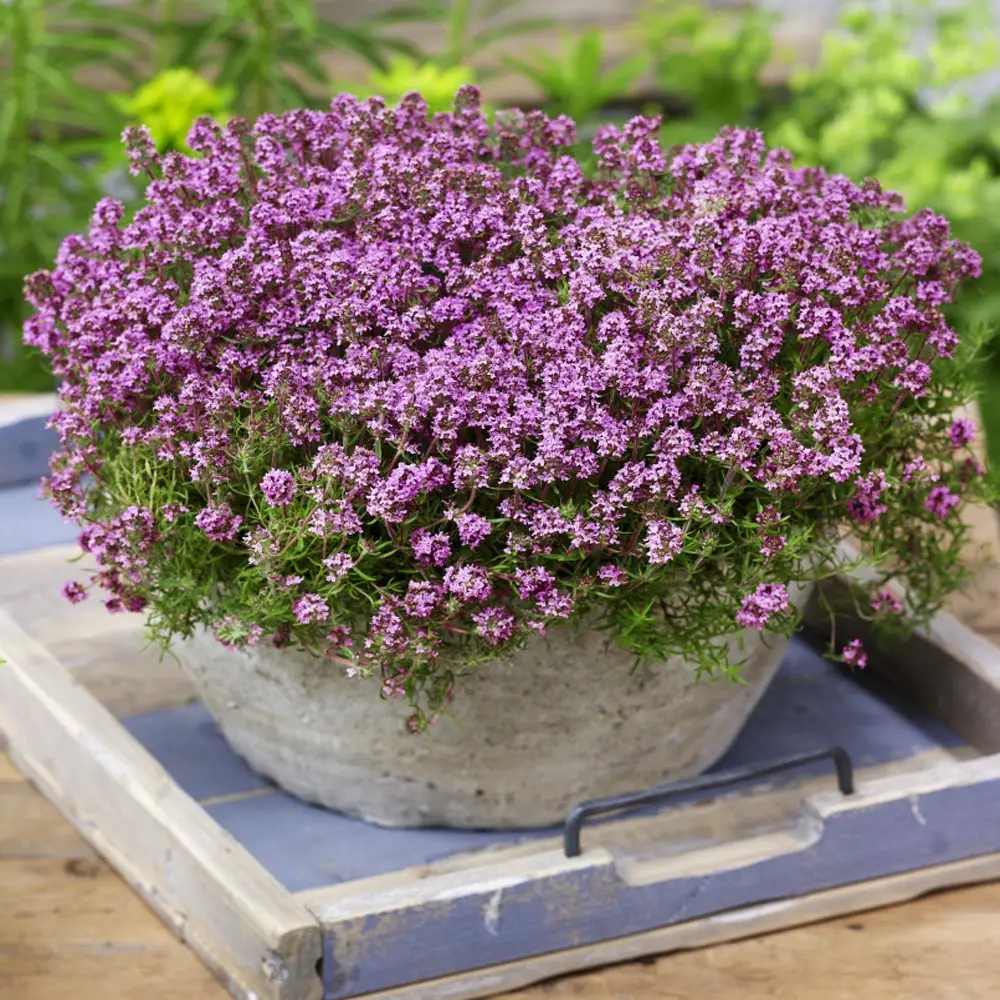 Чубрица Purple Beauty – ароматен почвопокривен многогодишник с лилави цветове за алпинеуми