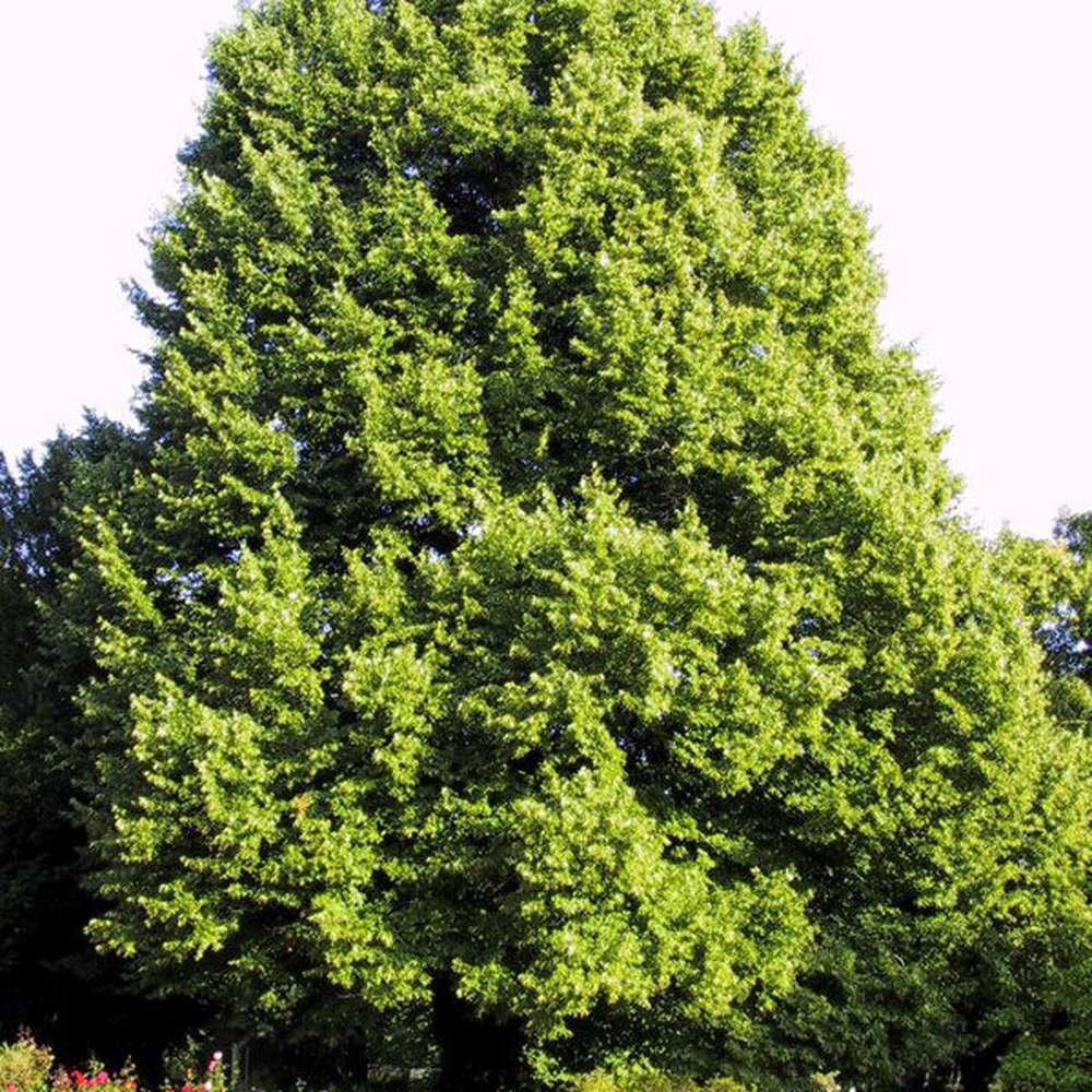 Липа Tilia cordata 'Winter Orange' – декоративна с оранжеви клони и ухаещи цветове