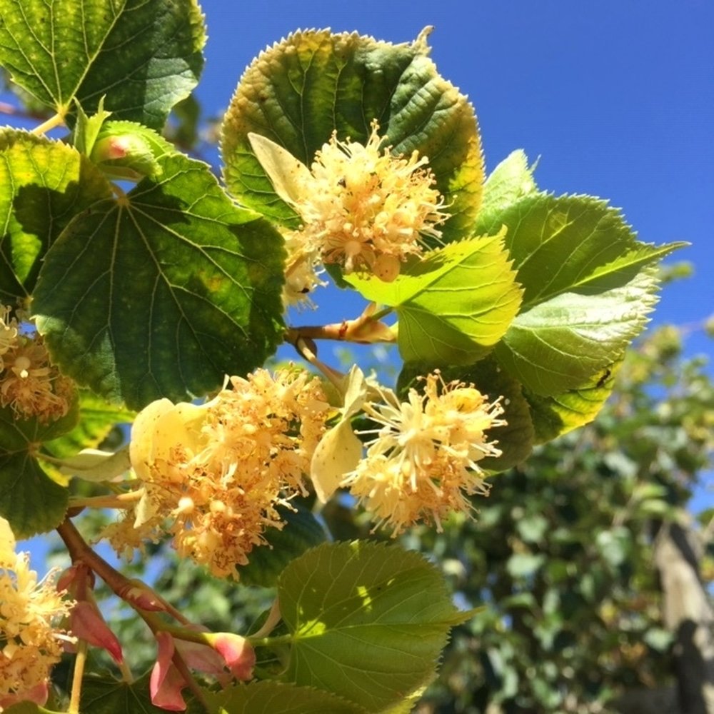 Липа Tilia cordata 'Winter Orange' – декоративна с оранжеви клони и ухаещи цветове