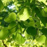 Липа Tilia cordata 'Winter Orange' – декоративна с оранжеви клони и ухаещи цветове