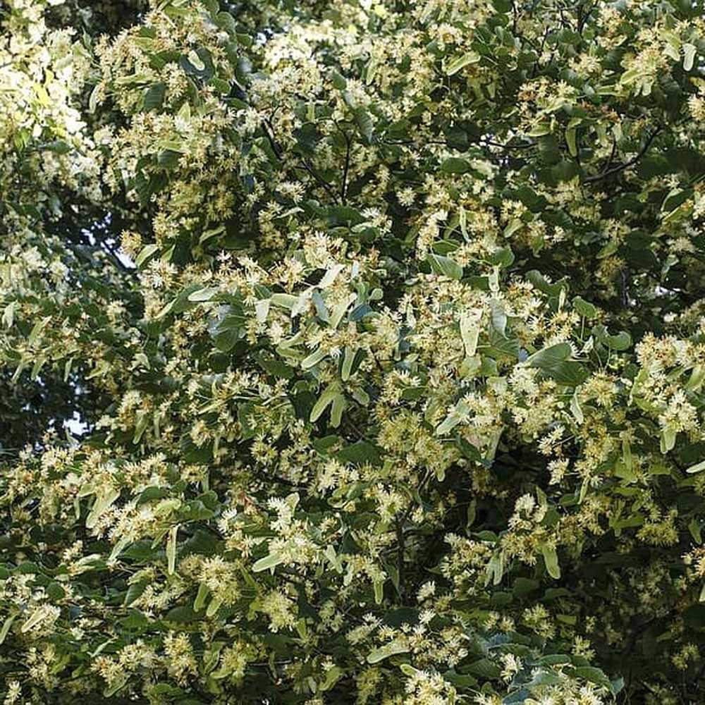 Липа Tilia cordata 'Winter Orange' – декоративна с оранжеви клони и ухаещи цветове