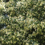 Липа Tilia cordata 'Winter Orange' – декоративна с оранжеви клони и ухаещи цветове