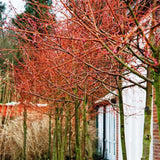 Липа Tilia cordata 'Winter Orange' – декоративна с оранжеви клони и ухаещи цветове