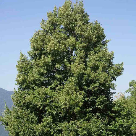 Липа дребнолистна (Tilia cordata) Rancho – ароматна