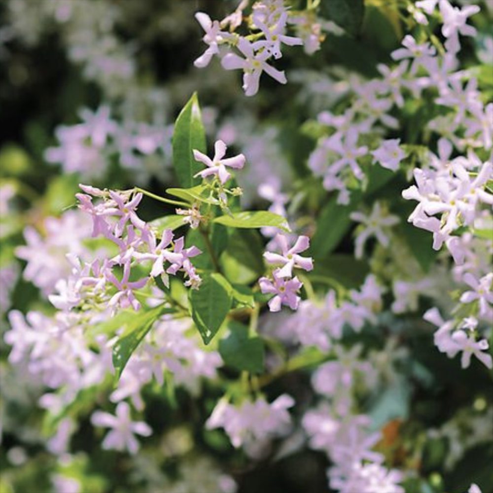 Iasomie Pink Air, planta cataratoare parfumata cu flori roz si frunzis vesnic verde