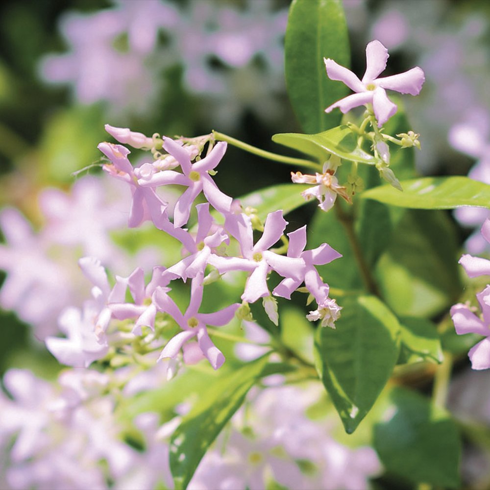 Iasomie Pink Air, planta cataratoare parfumata cu flori roz si frunzis vesnic verde