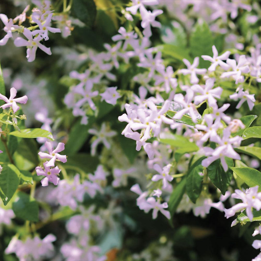 Iasomie Pink Air, planta cataratoare parfumata cu flori roz si frunzis vesnic verde