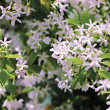 Звезден жасмин Pink Air, катерливо ароматно растение с розови цветове, вечнозелено, студоустойчиво, бързорастящо