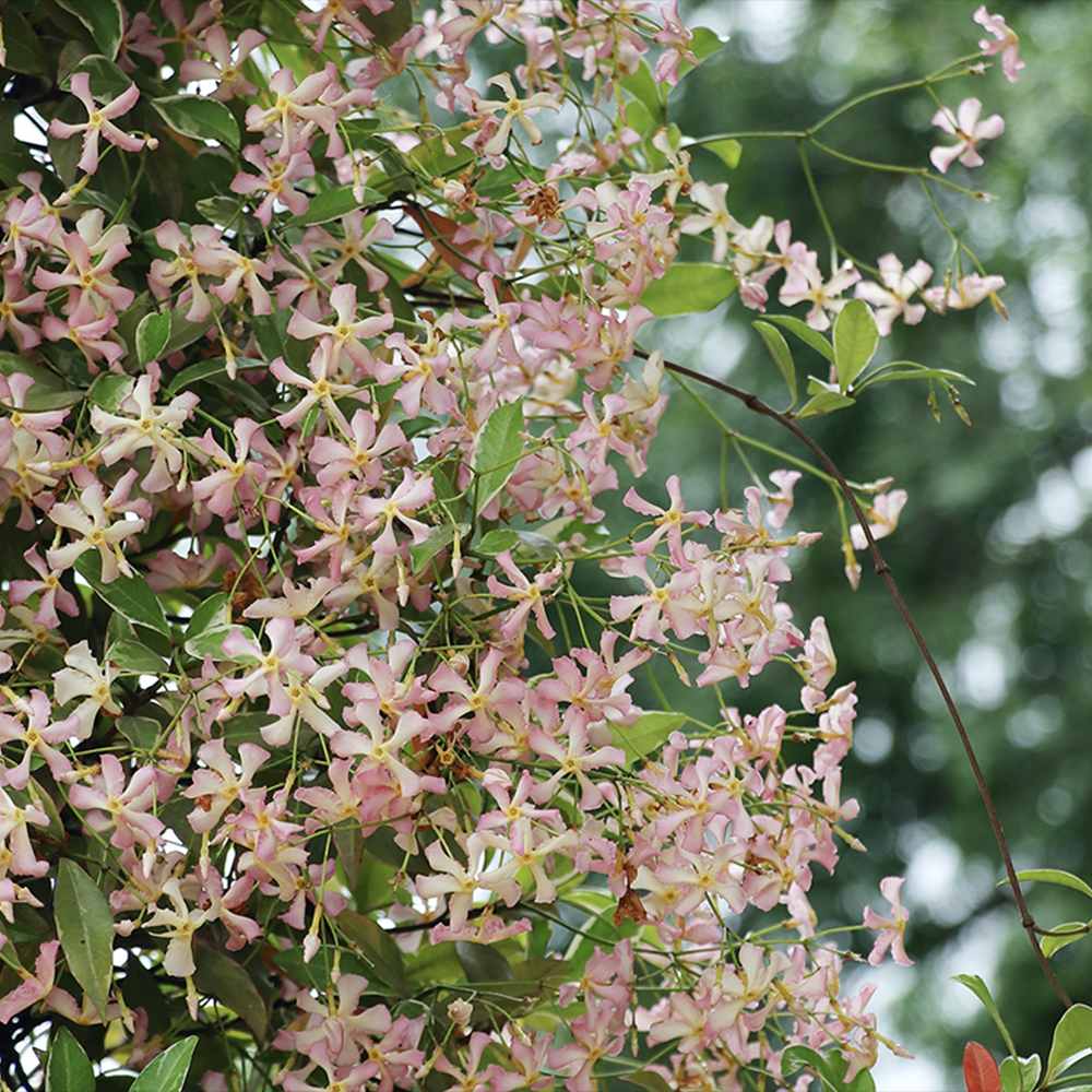 Iasomie Pink Air, planta cataratoare parfumata cu flori roz si frunzis vesnic verde