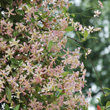 Звезден жасмин Pink Air, катерливо ароматно растение с розови цветове, вечнозелено, студоустойчиво, бързорастящо