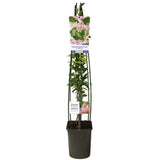 Iasomie Pink Air, planta cataratoare parfumata cu flori roz si frunzis vesnic verde