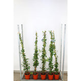 Бяла жасминова звезда (Trachelospermum Jasminoides), катерлива, ароматна, вечнозелена