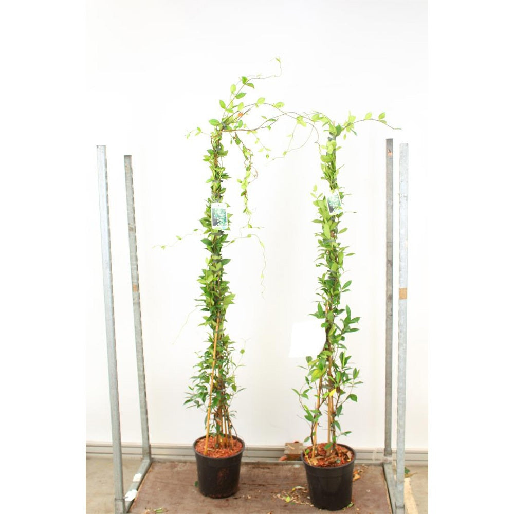 Бяла жасминова звезда (Trachelospermum Jasminoides), катерлива, ароматна, вечнозелена