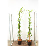 Бяла жасминова звезда (Trachelospermum Jasminoides), катерлива, ароматна, вечнозелена