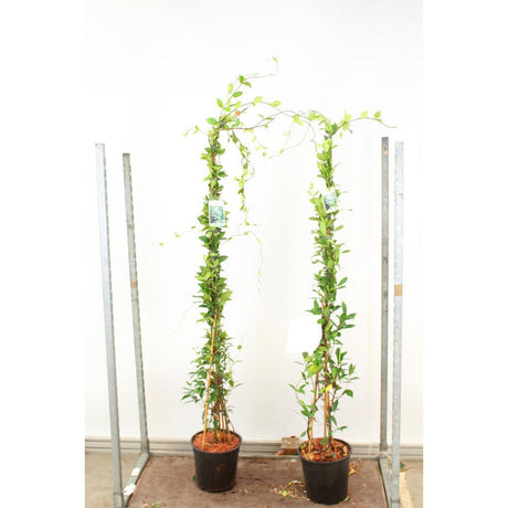 Бяла жасминова звезда (Trachelospermum Jasminoides), катерлива, ароматна, вечнозелена