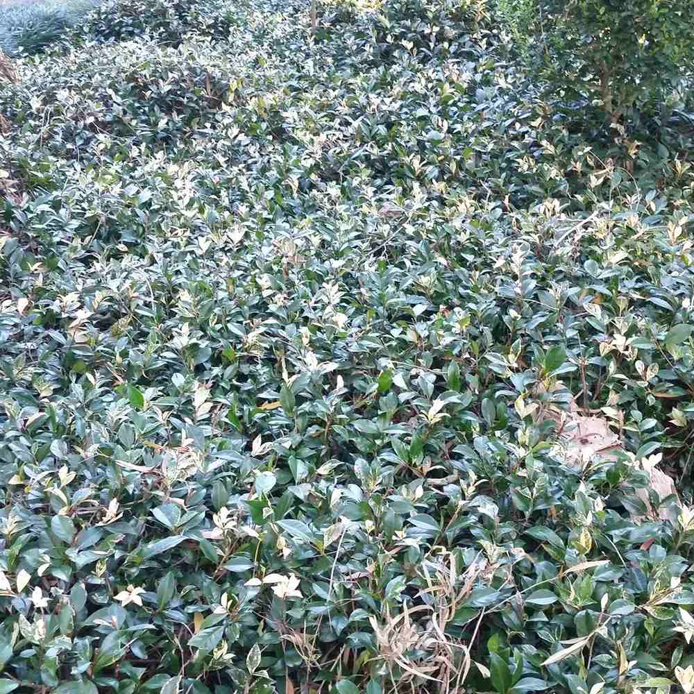Iasomie Cataratoare Tricolor, cu frunze in 3 culori si flori albe parfumate