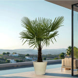 Palmier Morisca Trachycarpus Fortunei, rezistent la ger, frunzis exotic, crestere moderata, tulpina 50-60 cm, inaltime 180 cm