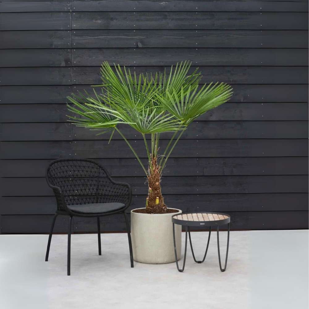 Palmier Morisca Trachycarpus Fortunei, rezistent la ger, frunzis exotic, crestere moderata, tulpina 50-60 cm, inaltime 180 cm