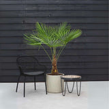 Palmier Morisca Trachycarpus Fortunei, rezistent la ger, frunzis exotic, crestere moderata, tulpina 50-60 cm, inaltime 180 cm