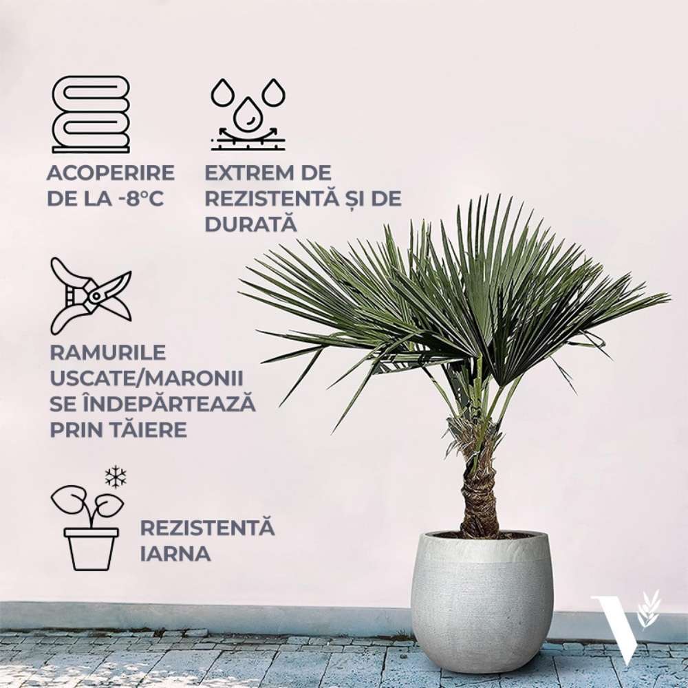 Palmier Morisca Trachycarpus Fortunei, rezistent la ger, frunzis exotic, crestere moderata, tulpina 50-60 cm, inaltime 180 cm
