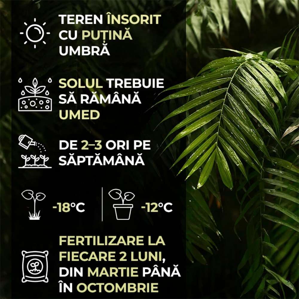 Palmier Morisca Trachycarpus Fortunei, rezistent la ger, frunzis exotic, crestere moderata, tulpina 50-60 cm, inaltime 180 cm