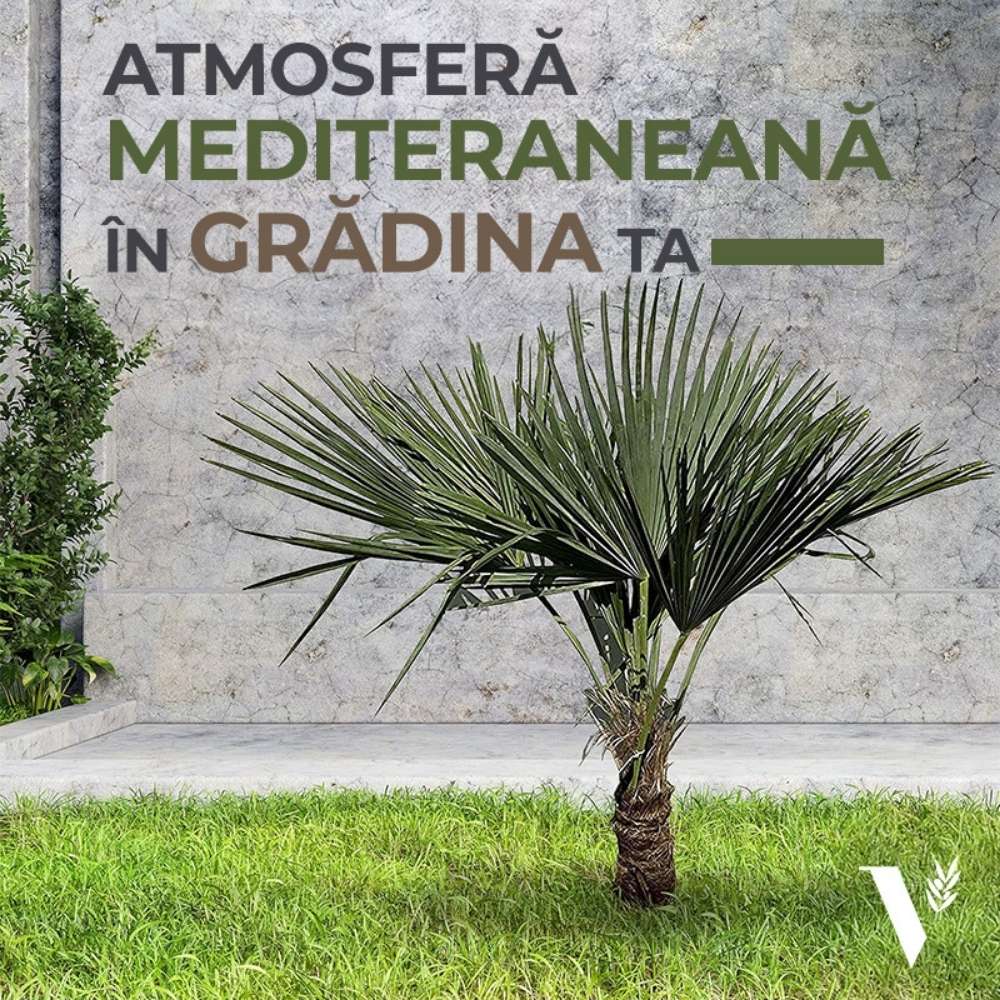 Palmier Morisca Trachycarpus Fortunei, rezistent la ger, frunzis exotic, crestere moderata, tulpina 50-60 cm, inaltime 180 cm