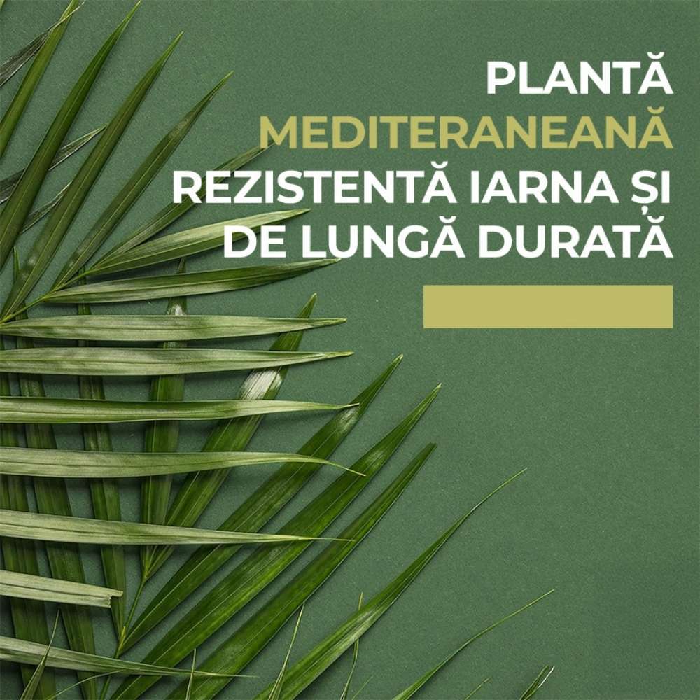Palmier Morisca Trachycarpus Fortunei, rezistent la ger, frunzis exotic, crestere moderata, tulpina 50-60 cm, inaltime 180 cm