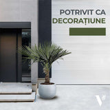 Палма ветриловидна Trachycarpus Fortunei, устойчива на мраз, екзотична зеленина, умерен растеж, стъбло 30 см, височина 180 см