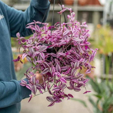 Tradescantia Zebrina Pink Paradise, planta de interior cu frunze roz verzi argintii, crestere rapida - 40 cm