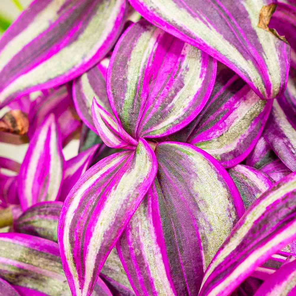 Tradescantia Zebrina Pink Paradise, 25 cm, planta de interior cu frunze roz verzi argintii, crestere rapida