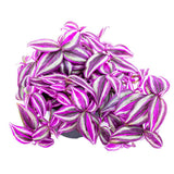 Tradescantia Zebrina Pink Paradise, 25 cm, planta de interior cu frunze roz verzi argintii, crestere rapida