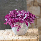 Tradescantia Zebrina Pink Paradise, 25 cm, planta de interior cu frunze roz verzi argintii, crestere rapida