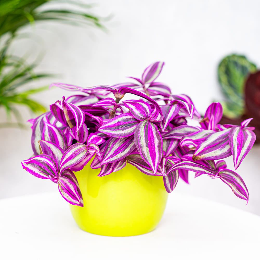 Tradescantia Zebrina Pink Paradise, 25 cm, planta de interior cu frunze roz verzi argintii, crestere rapida