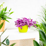 Tradescantia Zebrina Pink Paradise, 25 cm, planta de interior cu frunze roz verzi argintii, crestere rapida