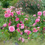 Trandafir englezesc David Austin Gertrude Jekyll - trandafir roz intens, parfum puternic, inflorire repetata, rezistent la frig