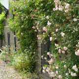 Trandafir catarator roz-crem New Dawn, parfum intens